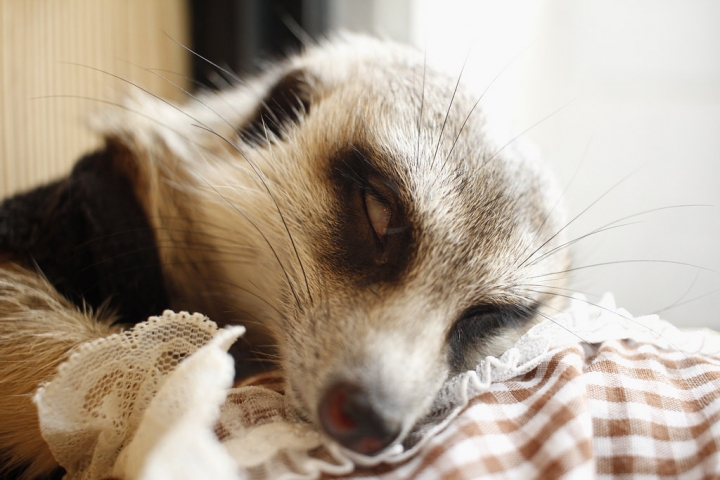 曼谷。little zoo cafe'。小動物愛裸體