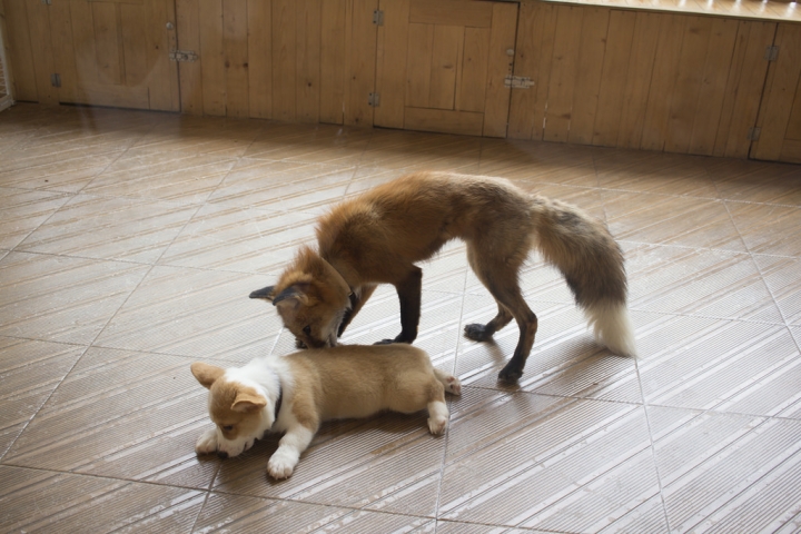 曼谷。little zoo cafe'。小動物愛裸體