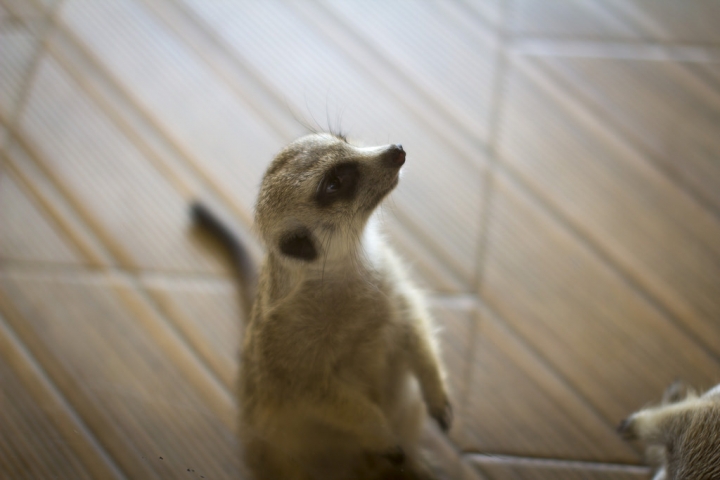 曼谷。little zoo cafe'。小動物愛裸體