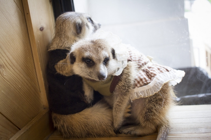 曼谷。little zoo cafe'。小動物愛裸體