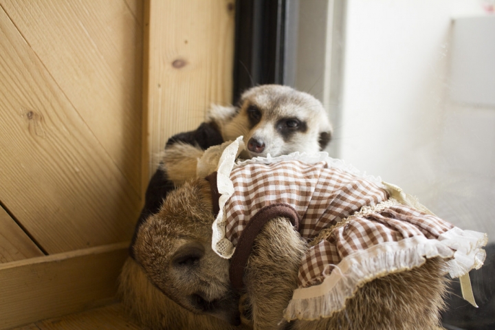 曼谷。little zoo cafe'。小動物愛裸體