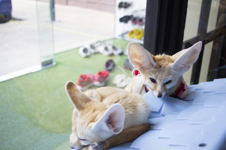 曼谷。little zoo cafe'。小動物愛裸體