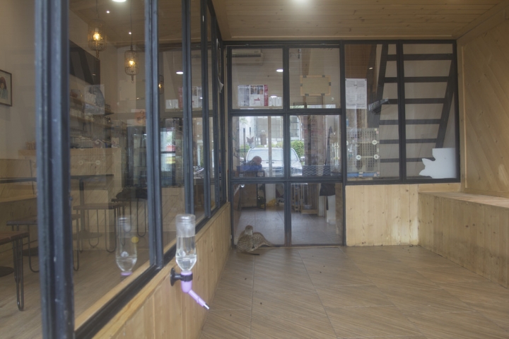 曼谷。little zoo cafe'。小動物愛裸體