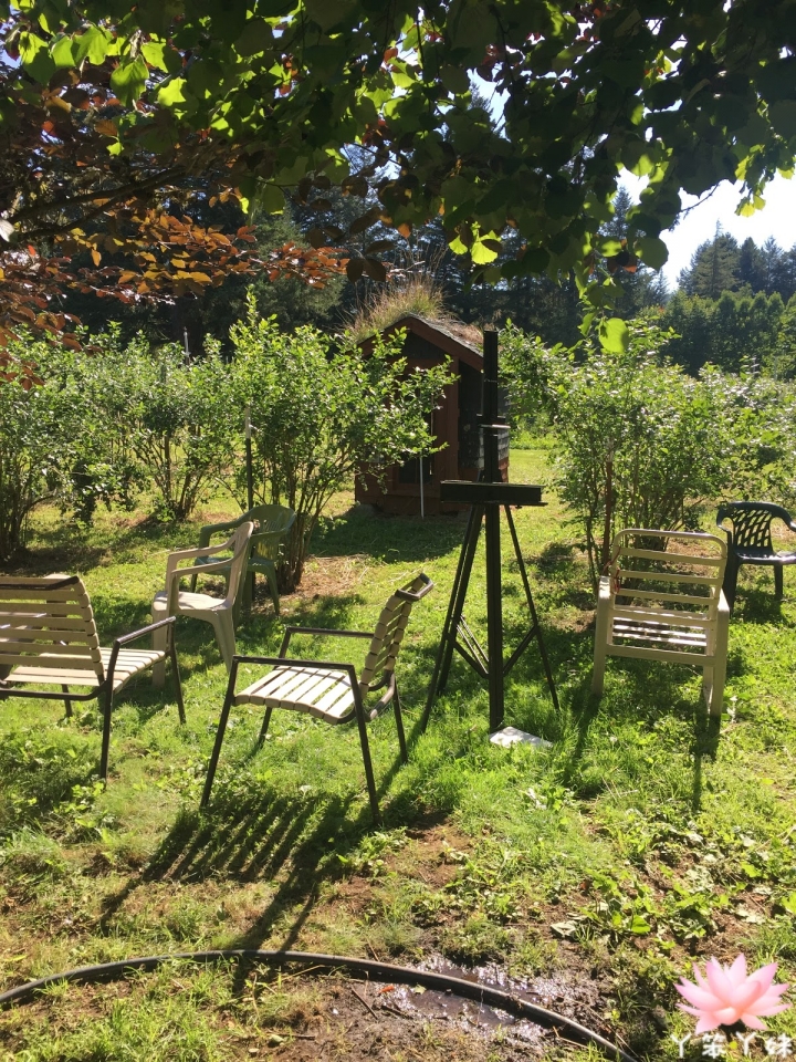 【美國・Leaburg・2016】Blueberry Patch Farm(藍莓採收)