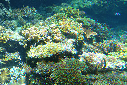 【2015沖繩】沖繩美麗海水族館。別錯過海豚秀及壯觀的黑潮之海