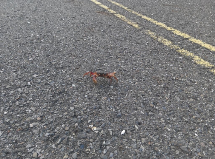 小琉球環島路跑