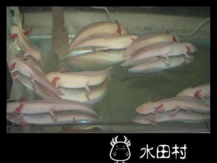 六角恐龍一些圖片及簡易飼養