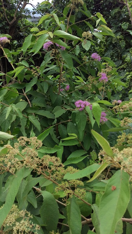蜘蛛&植物名稱請教