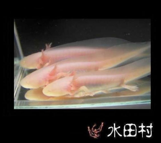 六角恐龍一些圖片及簡易飼養