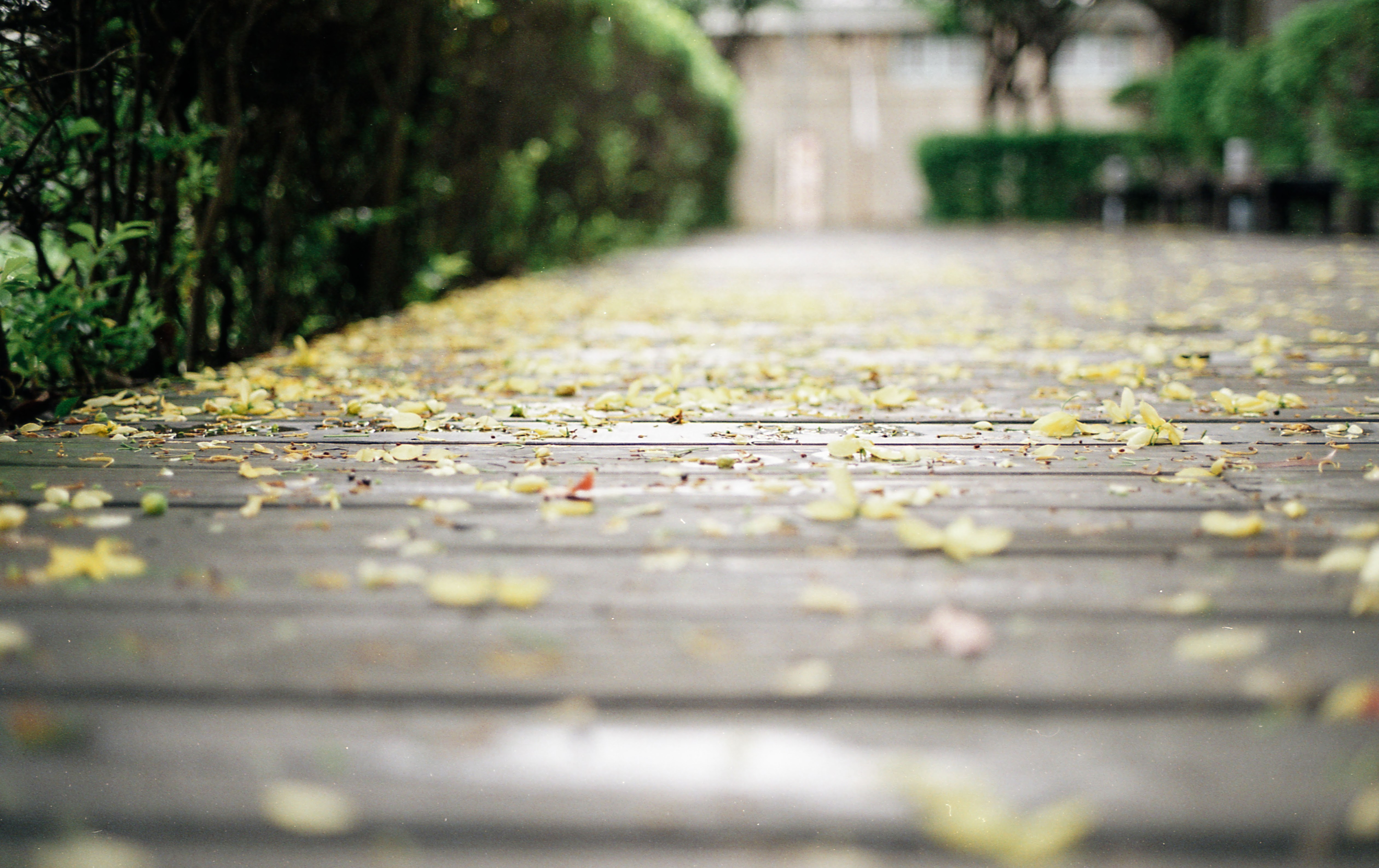 永恆的經典-Contax G1 + Carl Zeiss Planar T* 45mm F/2
