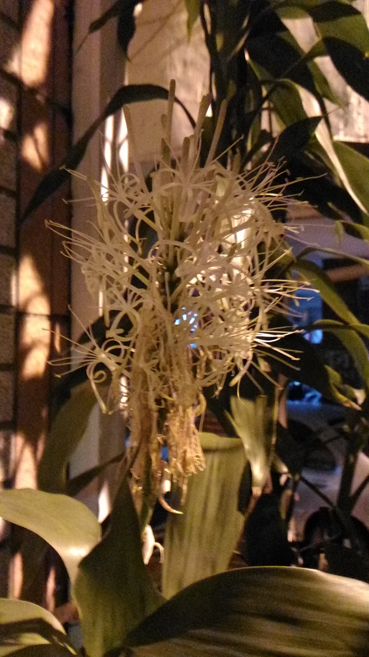 萬年青(富貴竹)開花和生長高度