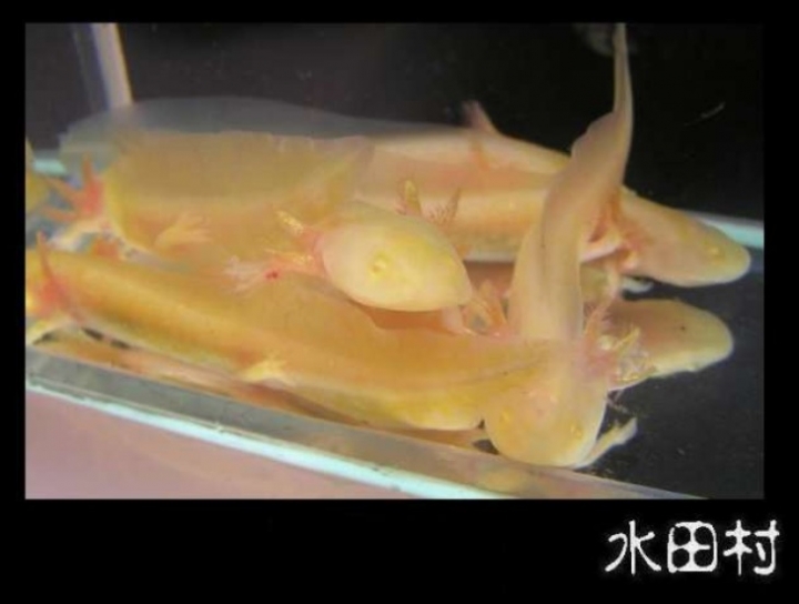 六角恐龍一些圖片及簡易飼養