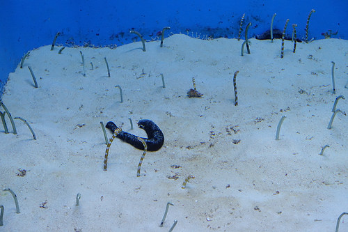 【2015沖繩】沖繩美麗海水族館。別錯過海豚秀及壯觀的黑潮之海