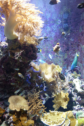 【2015沖繩】沖繩美麗海水族館。別錯過海豚秀及壯觀的黑潮之海