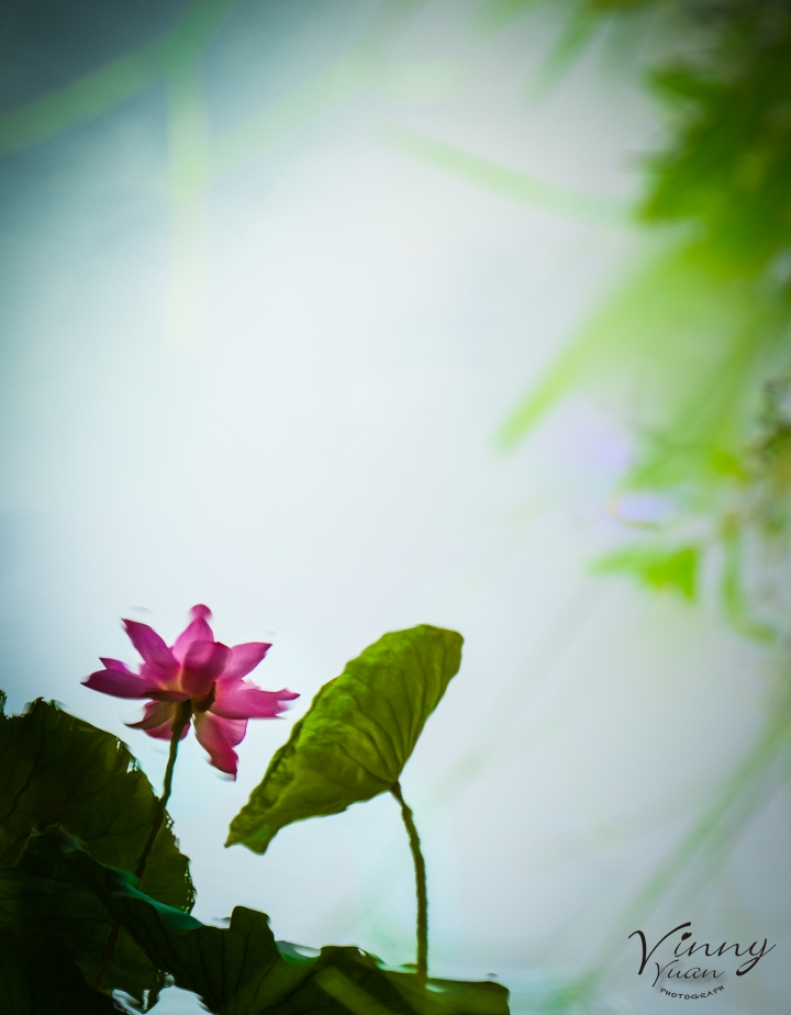 Xpro1與55-200 mm 之 華山話荷不論劍