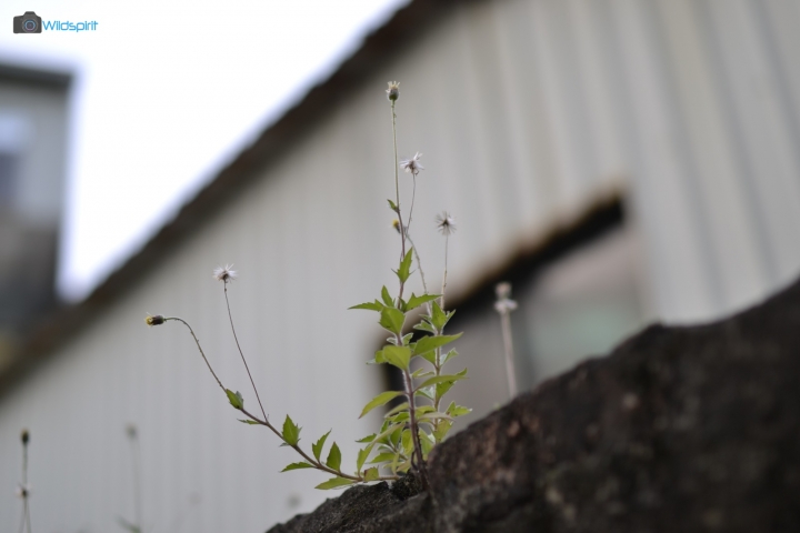 全台首開! 沒有最大‧只有更大! 【KERLEE 35mm f/1.2】