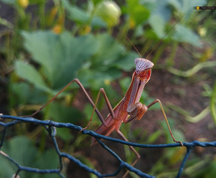 (第67批圖) LG G4 &G5&V10 日夜拍研究團 精選作品2016.8.7