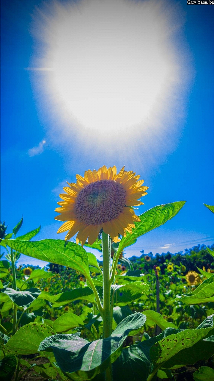 (第67批圖) LG G4 &G5&V10 日夜拍研究團 精選作品2016.8.7