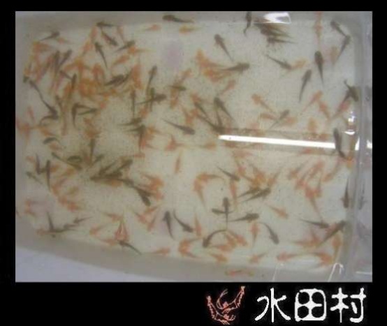 六角恐龍一些圖片及簡易飼養