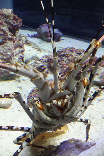 【2015沖繩】沖繩美麗海水族館。別錯過海豚秀及壯觀的黑潮之海