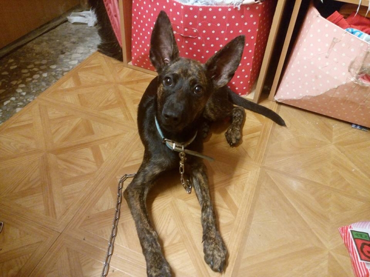 [免費送養]士林 健康活潑小虎黑斑犬 母 三個月大