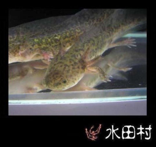 六角恐龍一些圖片及簡易飼養