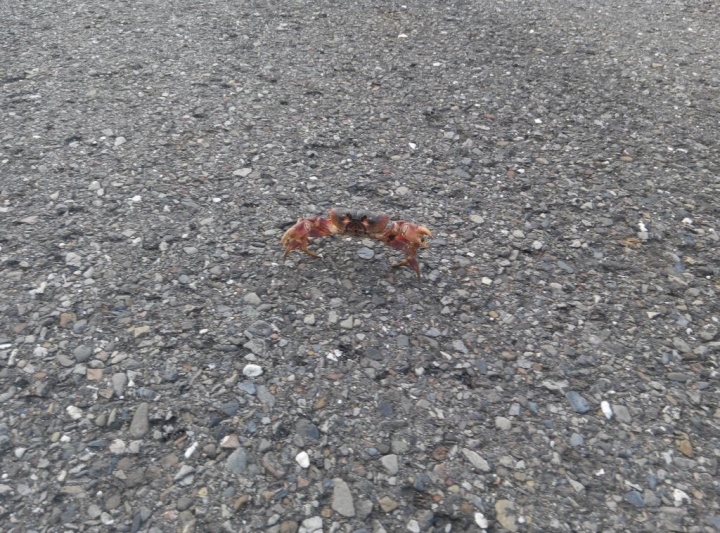 小琉球環島路跑