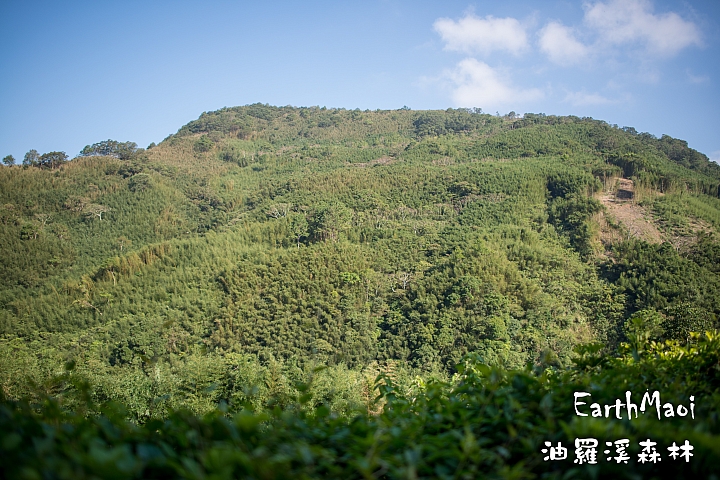 新竹尖石 油羅溪森林首露