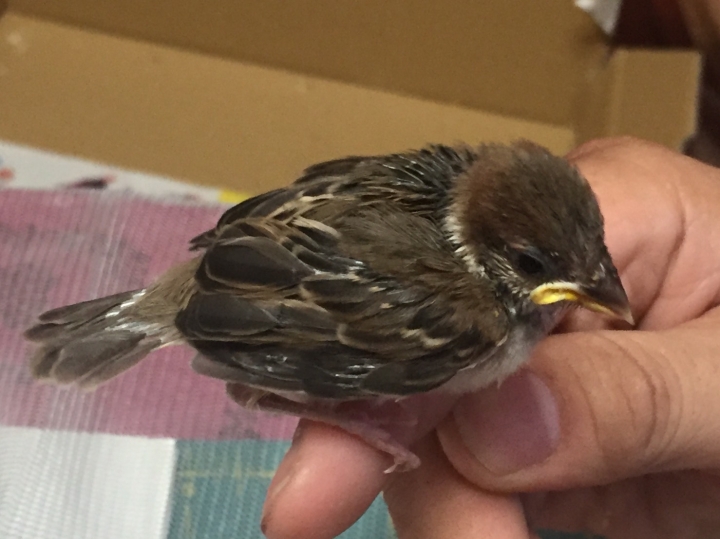 請問這是什麼鳥?