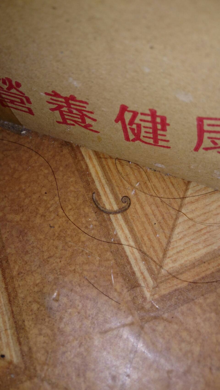 地板的蟲是什麼?