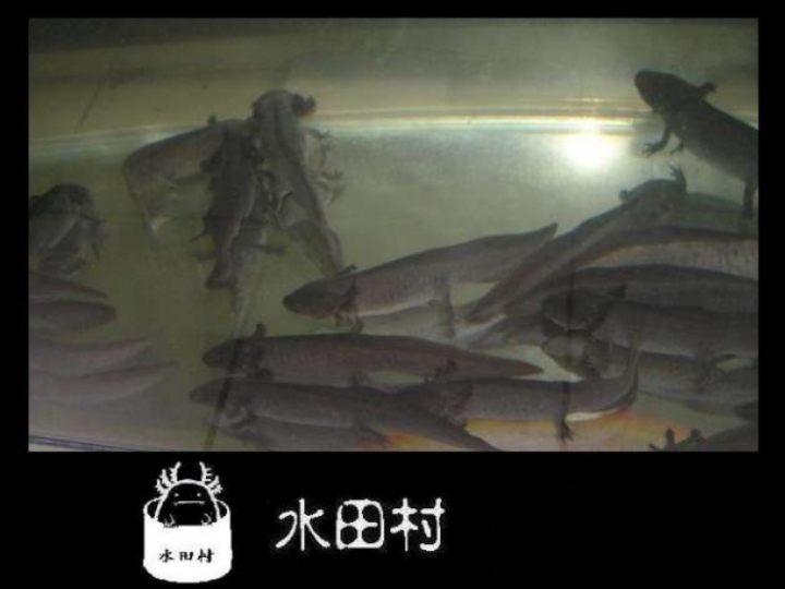 六角恐龍一些圖片及簡易飼養