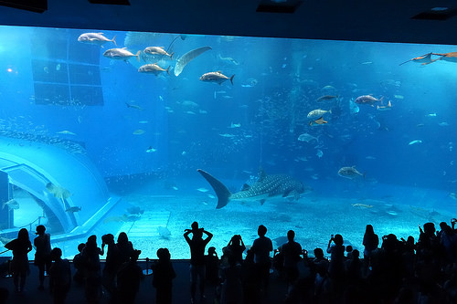 【2015沖繩】沖繩美麗海水族館。別錯過海豚秀及壯觀的黑潮之海