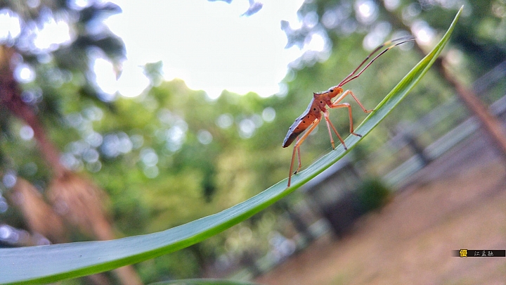 (第67批圖) LG G4 &G5&V10 日夜拍研究團 精選作品2016.8.7