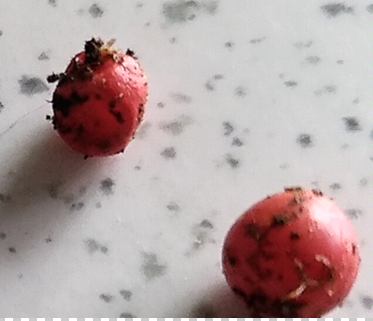 請問這是什麼東西呢?? 都會在盆栽中發現的奇怪東西 (8/19更新較清楚的照片)