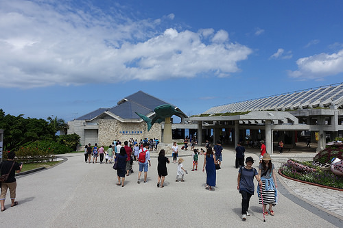 【2015沖繩】沖繩美麗海水族館。別錯過海豚秀及壯觀的黑潮之海