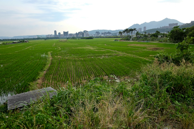 台北市僅存的稻田風光：關渡平原與觀音山日落