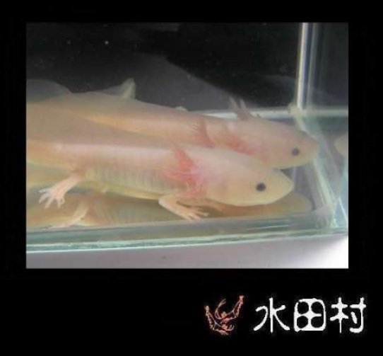六角恐龍一些圖片及簡易飼養