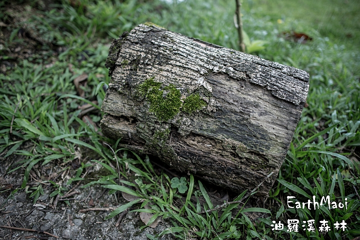 新竹尖石 油羅溪森林首露