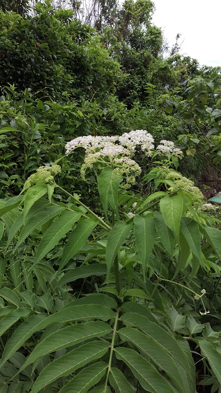 蜘蛛&植物名稱請教