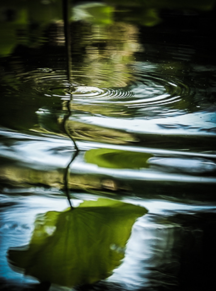 Xpro1與55-200 mm 之 華山話荷不論劍
