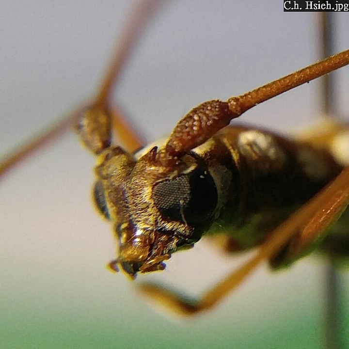 (第67批圖) LG G4 &G5&V10 日夜拍研究團 精選作品2016.8.7