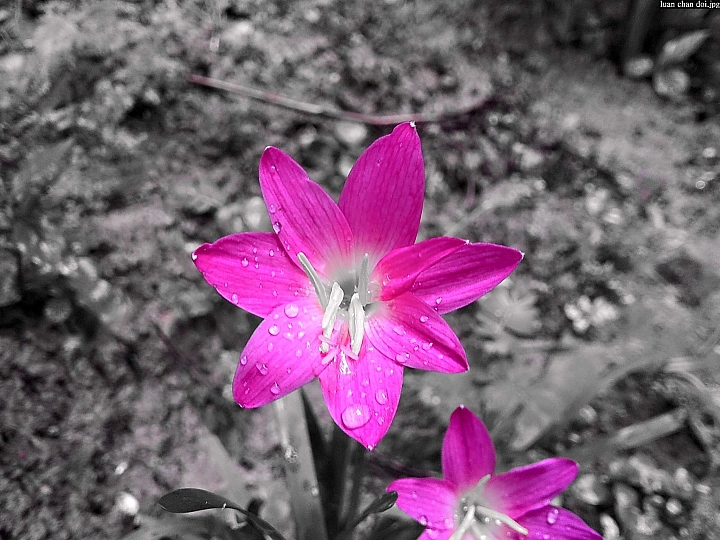 (第67批圖) LG G4 &G5&V10 日夜拍研究團 精選作品2016.8.7