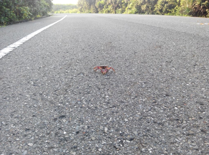 小琉球環島路跑