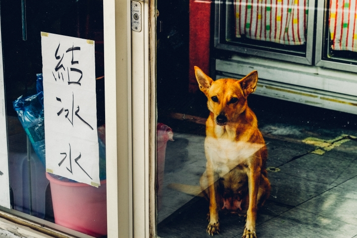 富士Ｘpro1與55-200mm大稻埕小旅行