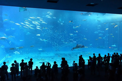 【2015沖繩】沖繩美麗海水族館。別錯過海豚秀及壯觀的黑潮之海
