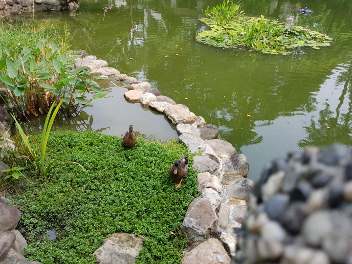 NOTE7 初完景深拍照 獻醜了