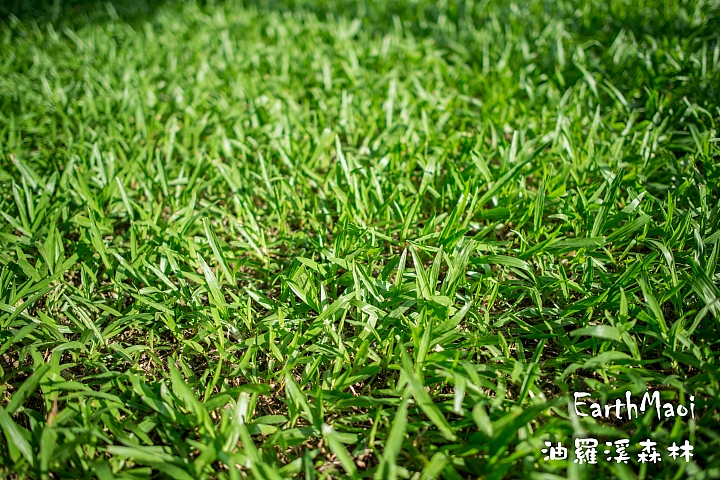 新竹尖石 油羅溪森林首露
