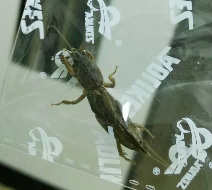 請問這是什麼蟲
