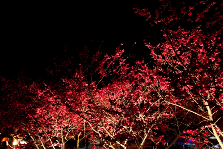 【景點。遊記】台中 后里 泰安派出所 泰安派出所的黃昏與夜晚，偶而還有櫻花