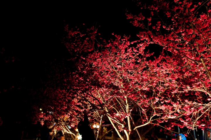 【景點。遊記】台中 后里 泰安派出所 泰安派出所的黃昏與夜晚，偶而還有櫻花